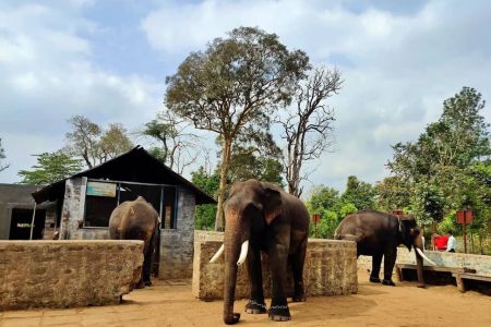Dubare Elephant Camp - Taxi Mangaluru